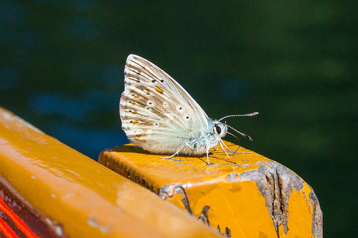 butterfly, insect, nature, butterfly - Insect, animal, animal Wing, wildlife