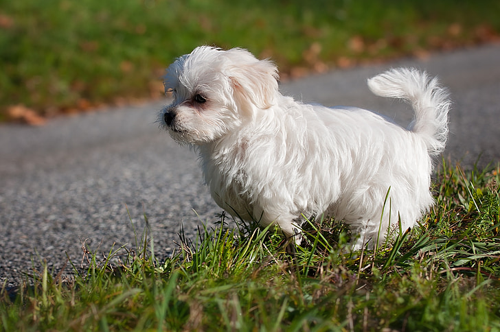 pas, malteški, mlade životinje, mladi pas, štene, bijeli, vanjska strana