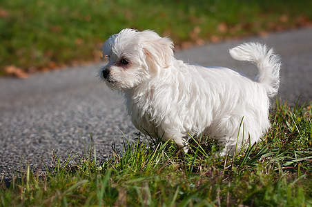 dog, maltese, young animal, young dog, puppy, white, out
