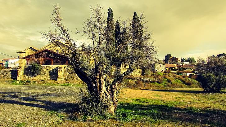 Olivenbaum, Natur, Landschaft, mediterrane, Landschaft, Dorf, am Nachmittag