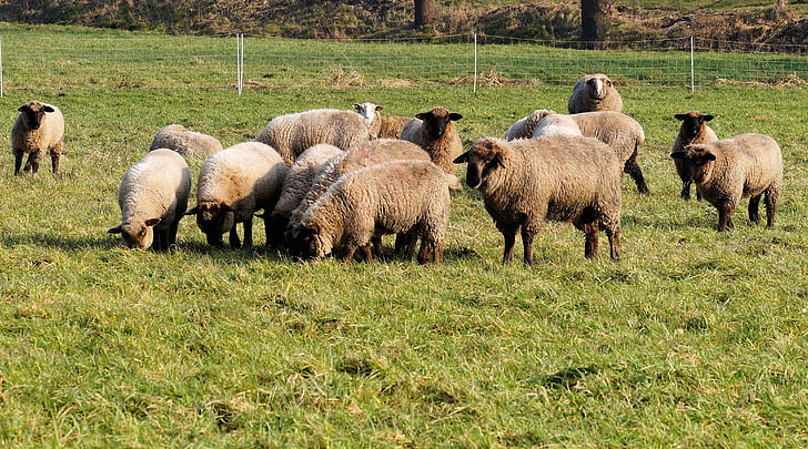đồng cỏ, con cừu, Flock, Len, đàn cừu, Thiên nhiên, động vật