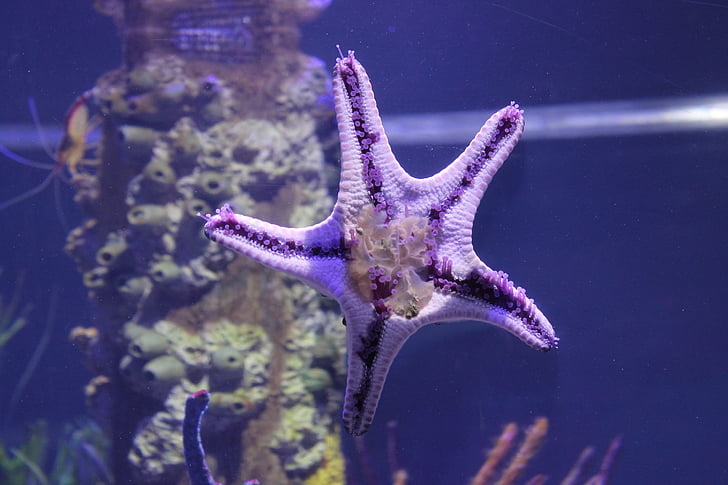 estrela do mar, aquário, estrela do mar-tanque