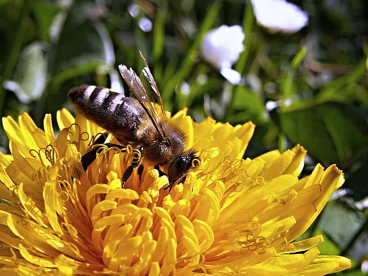abeja, floración, flor, flora, flor, insectos, macro