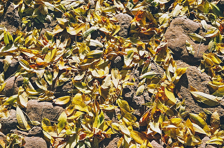 posušene, listi, tla, jeseni, rumena, listov, celotno sliko