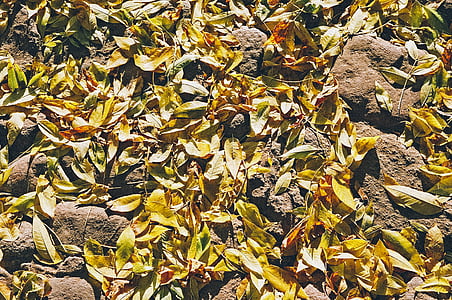 сушеные, листья, Земля, Осень, желтый, лист, полный кадр