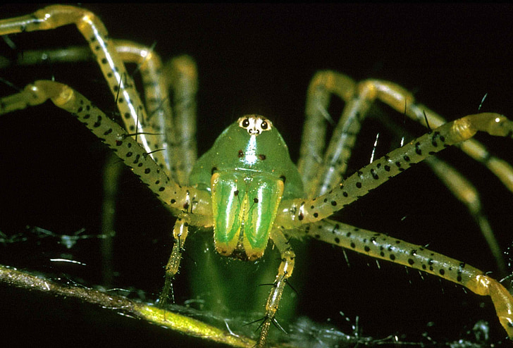 ragno del lince, macro, insetto, aracnide, occhi, gambe, verde