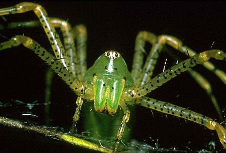 Lūsis zirneklis, makro, kukainis, arachnid, acis, kājas, zaļa