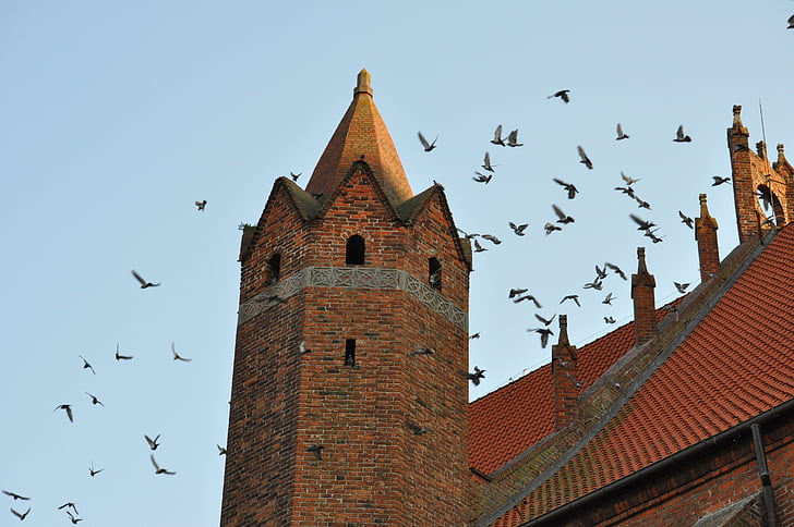 Église, tour, architecture, bâtiment, monument, le toit de la, oiseaux