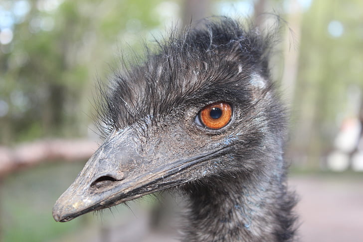 UEM, animal, pássaro, cabeça, grandes UEM, Emu novaehollandiae, fotografia da vida selvagem