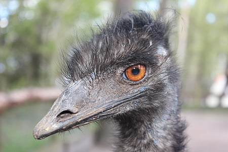 Emu, dyr, fuglen, hodet, store emu, dromaius novaehollandiae, naturfotografer