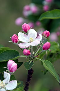 цвете, дърво, ябълка, природата, Градина, венчелистче, клонове