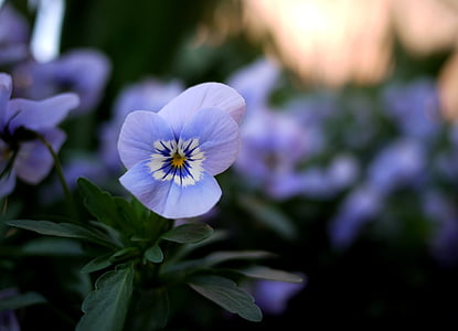 pansy, flowers, violet, colorful, blossom, bloom, spring