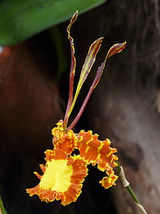 Butterfly orchid, Orhideja, psychopsis mariposa, psychopsis kalihi, psychopsis, dzeltena, brūns