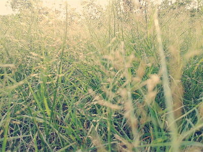 закрити, Фотографія, Грін, трави, білий, небо, трава