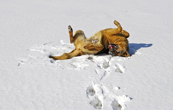 koer, lumi, Saksa lambakoer, rõõmu, talvel, väli, lõbus