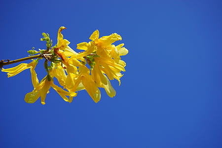 Forsythia, oro lila, flor, flor, floración, Bush, flores de Forsythia