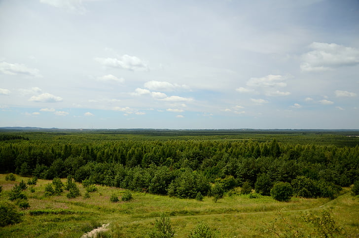 лес, пейзаж, вид, Лето, фон, Польша, Панорама