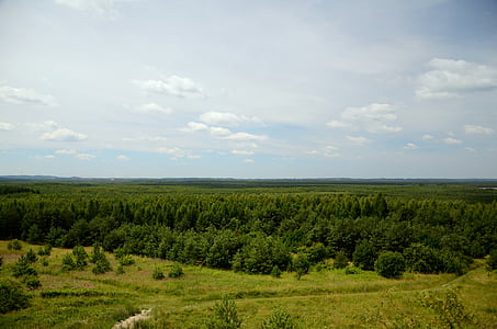 ป่า, ภูมิทัศน์, ดู, ฤดูร้อน, พื้นหลัง, โปแลนด์, พาโนรามา