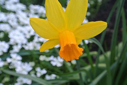 Narcissus, lill, lihavõtted, kollane nartsiss