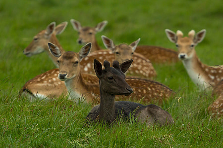 young deer, game, richmond, wildlife, animal, nature, mammal