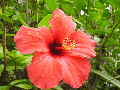 Hibiscus, Portugāle, brīvdiena, puķe, augu, ziedlapas, Flower head