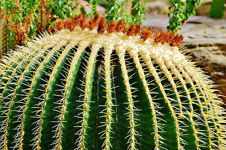 cactus, planta, natura, esperó, va assenyalar, plantes suculentes, espina