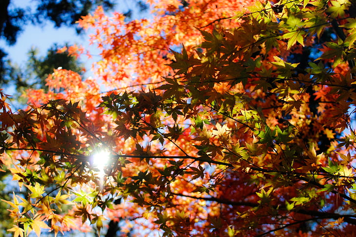 rudenį, rudenį, lapai, lauke, saulės spindulių, medis, lapų