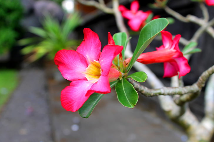 Bunga, Merah muda, Indonésie, květ, Flora, Krásné, růžová