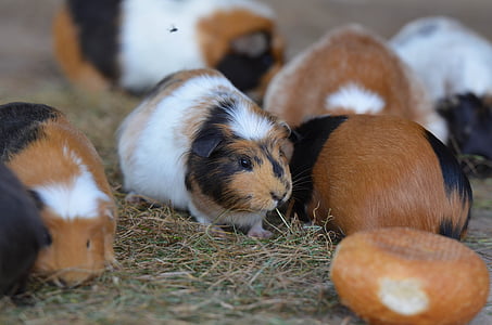 Guinea pig, Zoo, Süß, äußere Haltung, Essen, kleine, Tier