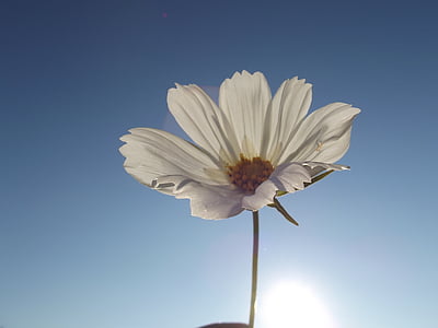 λουλούδι, Doga, άνοιξη, φως, λευκό