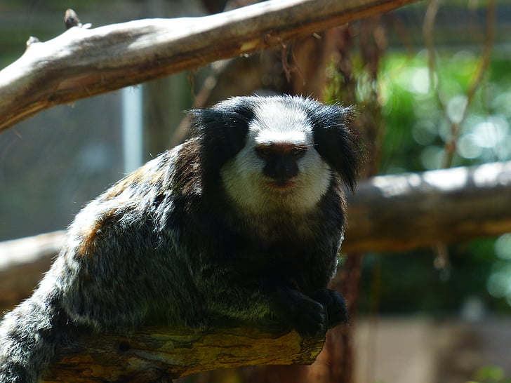 wajah putih marmoset, monyet, seberkas telinga, marmosette, callithrix, primata, krallenaffe