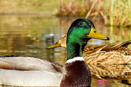 зеленоглава патица, Анастас platyrhynchos, вода птица, животните, мъжки, плувки, внимание