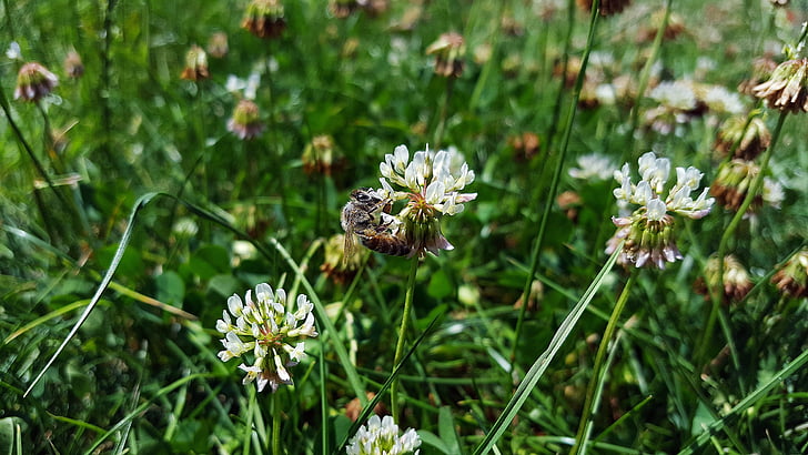 vitklöver, Bee, Trifolium repens, Treklöver, honungsbiet, klöver, tre blad klöver