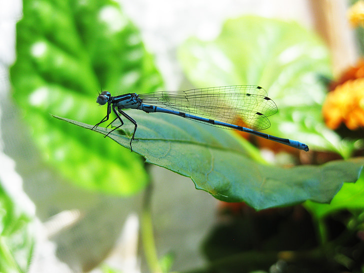Dragonfly, modra, list