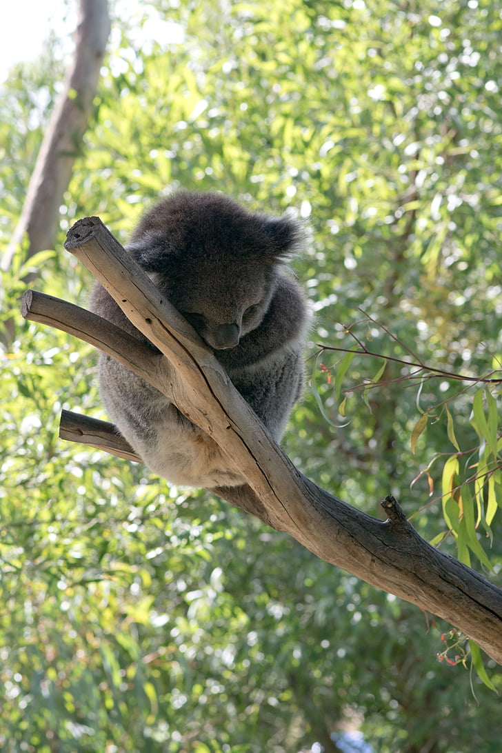coala, l'ós coala, ós, dormint, valent, animal, vida silvestre