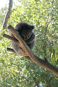 Koala, Koala medveď, medveď, spí, milý, zviera, voľne žijúcich živočíchov