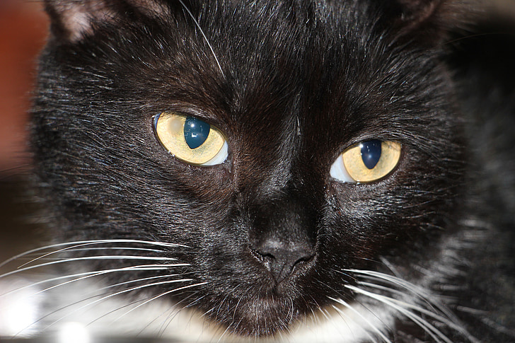 mačka, čierna, chlup, modré oči, oči