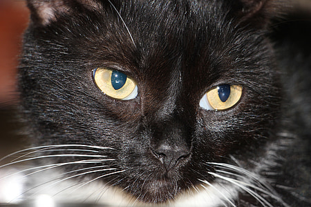 kedi, siyah, Bıyık, mavi gözlü, gözler
