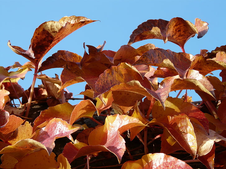 folhas de videira, parceiro de vinho, para colorir, vermelho, Outono, folhas, folhagem de outono