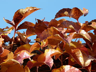 лозови листа, винен партньор, оцветяване, червен, Есен, листа, Есенни листи