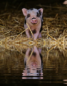 porquet, reflectint, l'aigua, Banc, wildpark poing, nadó, petits porcs
