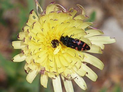 owad, kwiat, Dziki kwiat, Líbar, błąd, chrząszcz czarny i pomarańczowy, cercopis intermedia