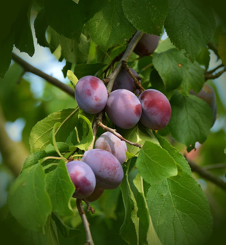 plums, plum tree, fruit tree, fruit, branch, tree, garden