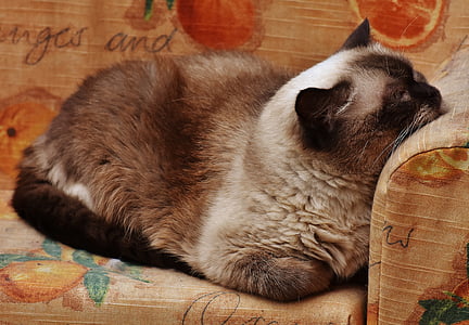macska, brit Rövidszőrű, telivér, szőrme, barna, bézs, kék szem