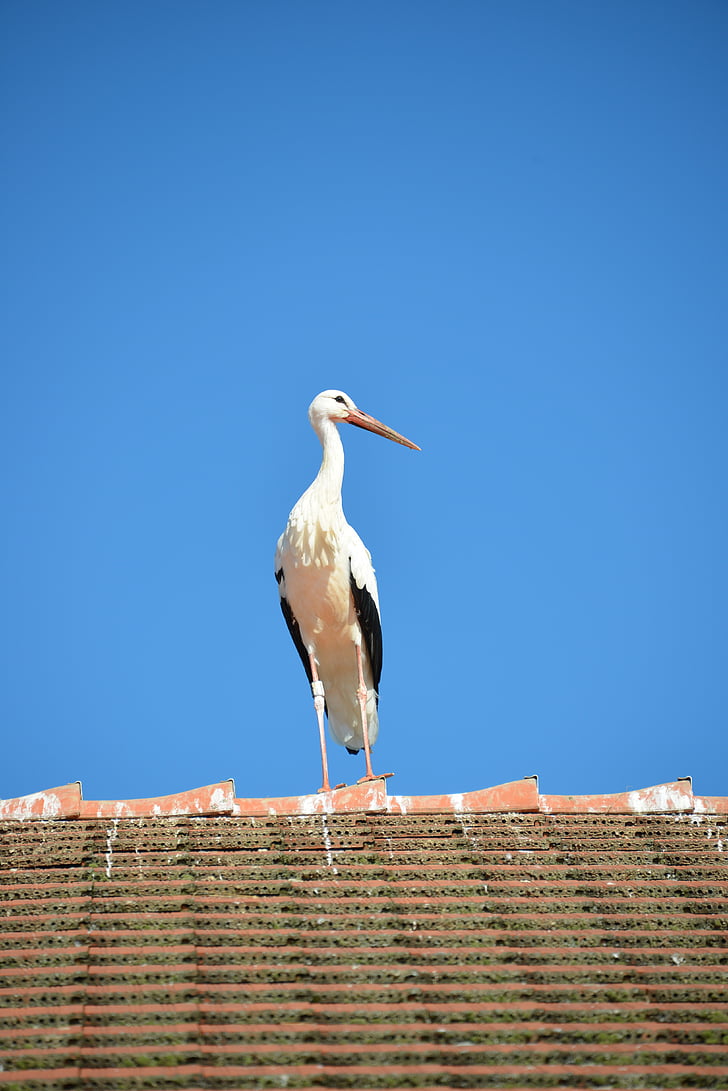 white stork, stork, bird, animal, rattle stork, roof, brick