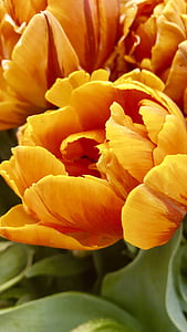 il paesaggio, fiore, pianta, tulipano