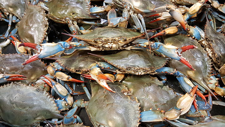 crab, blue, live, shellfish, seafood, crustacean, ocean