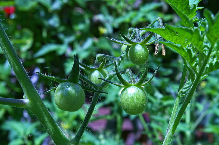 tomater, stekta gröna tomater, omogna tomater, naschtomaten, grön, omogna, trädgård