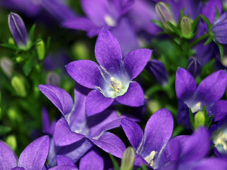 Campanula, Bellflower, flor, flor, floración, azul, púrpura