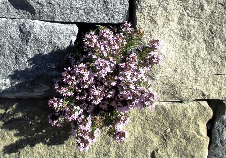 fleurs de mur, wallflower, plantes de rocaille, oreiller bleu, x lactiflora Aubriet, Amriswil, Thurgovie